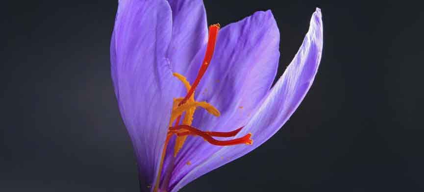 خواص و کاربردهای گلبرگ زعفران